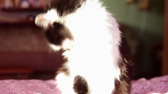 Cat licks a paw in black and white