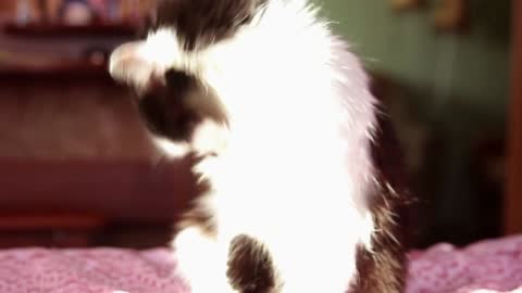 Cat licks a paw in black and white