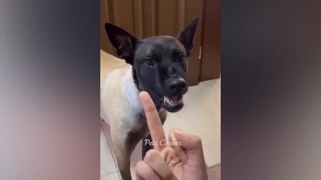 Best funny and goofy Cats and Dogs of 2023