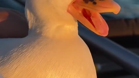 Have you seen a yawning duck