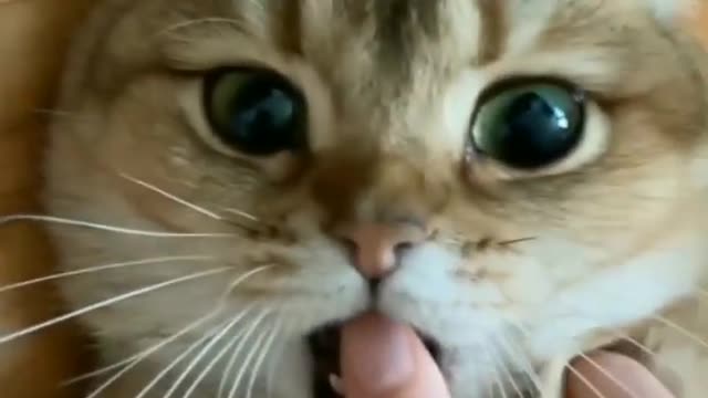 Cat Funny Videos...( fun with kitten) #shorts
