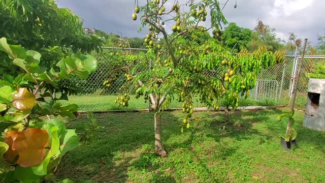 Arbol de Jobos Enano