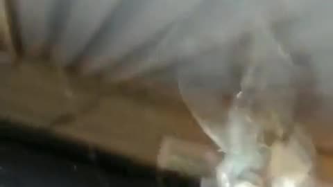 Serial Killer In The Making