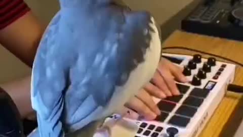 For the first time, a parrot can dance with a knot.