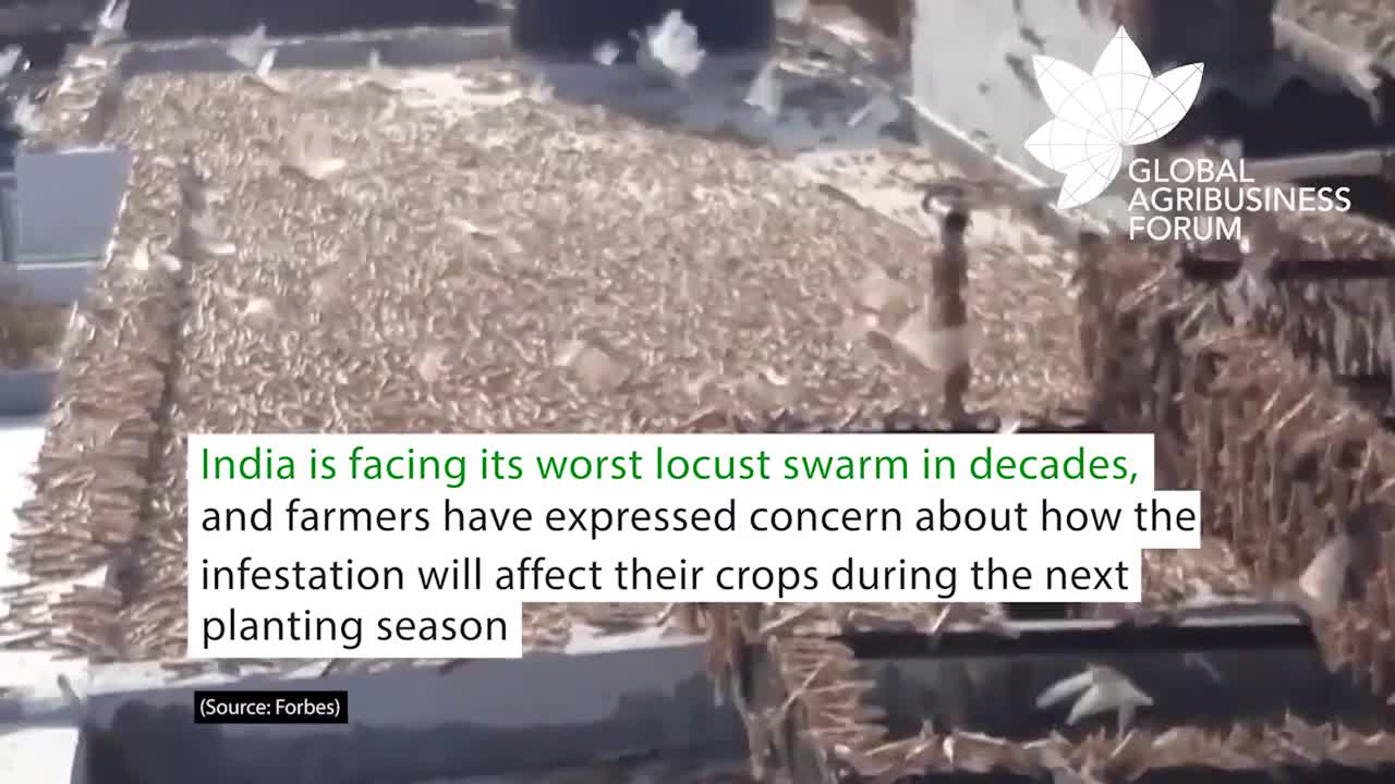 Worldwide Crops Threatened by Locust Swarm