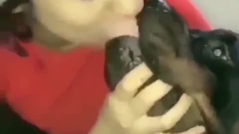 Kiss Of The Day Dog Lip Kissing