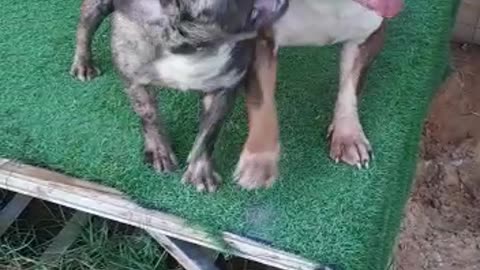 Funny Dogs