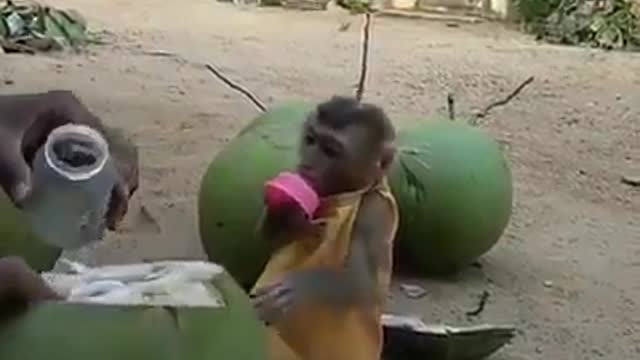 Cute li'l monkey 🐒🐵 Excited to drink coconut 🥥 water 💧
