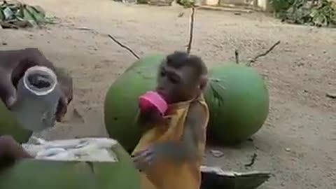 Cute li'l monkey 🐒🐵 Excited to drink coconut 🥥 water 💧