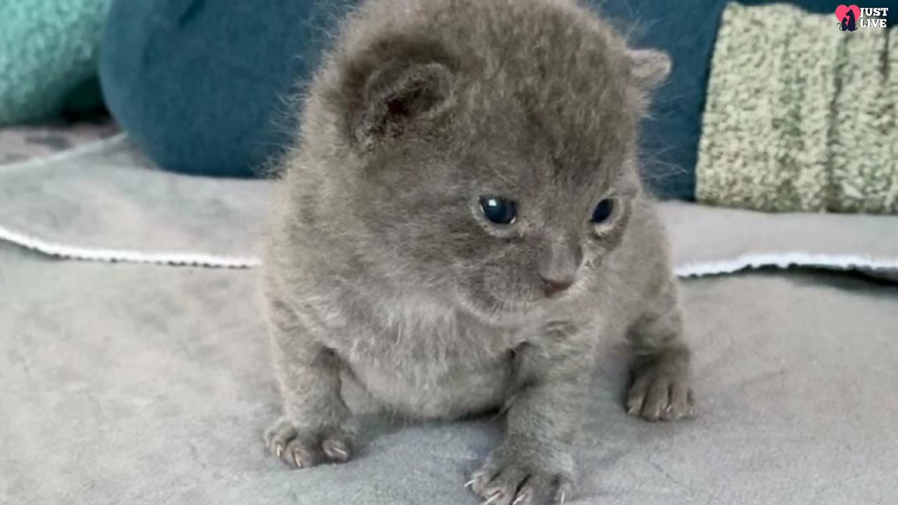 A tiny orphan kitten sat in a shelter all alone. But the woman saw him and took him home