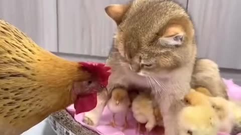 Funny cat and chicks