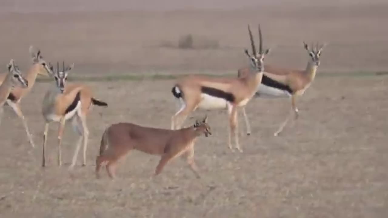 Caracal vs springbok