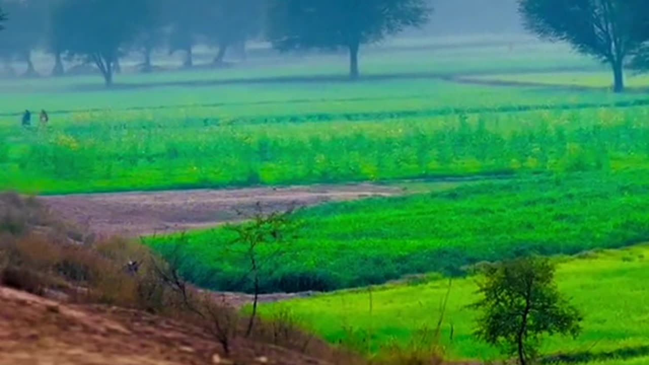 Watering the fields