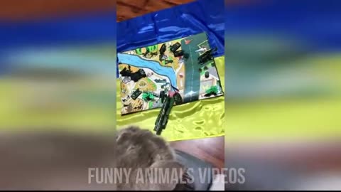 Funny animals - Funny cats and dogs