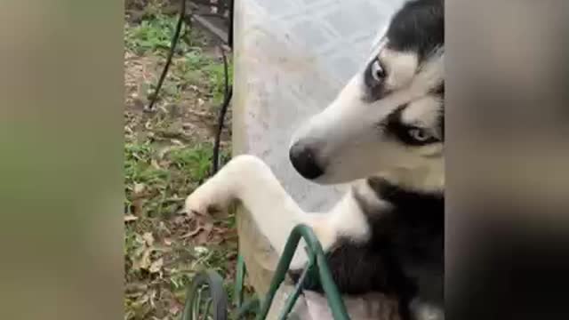 Stray dog enjoys a much needed spa day