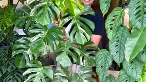 Holly Molly watch this beautiful Monstera deliciosa