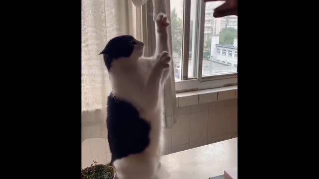 Funny animals video