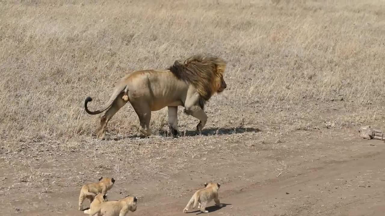 Lion dad tries to ditch his kids