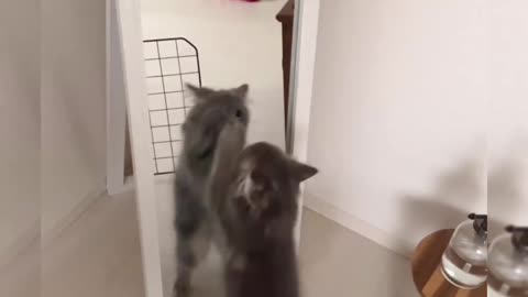 Funny animals compilation