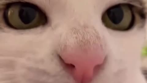 CAT CAN BE VERY FUNNY JUST WATCH, SHORT VIDEO