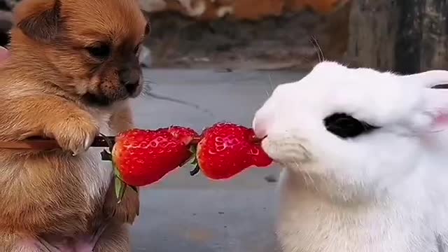 Rabbit snatches the dog's strawberries