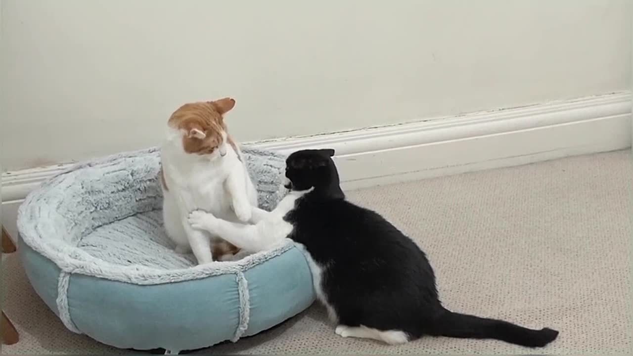 Cats Fight Over Bed