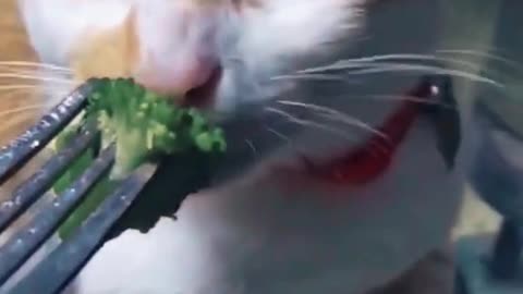 Funny animals Even cats are sick of spinach