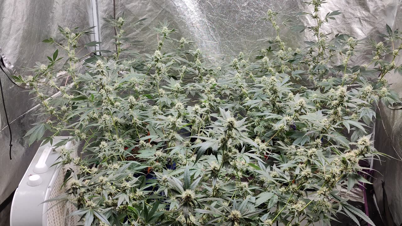 Week 4 FOG/AR Last Run (Clones)