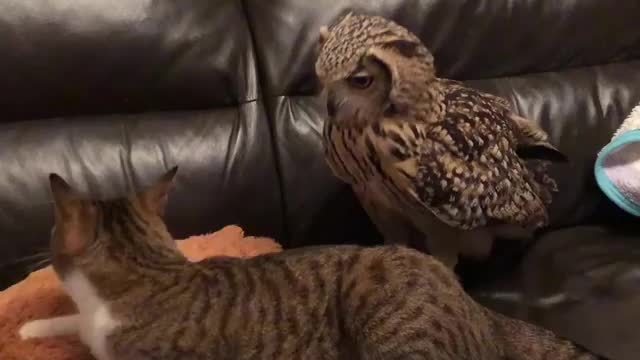 Owl Spooks Cat Off Couch