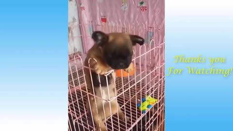 Funny animal Videos #12