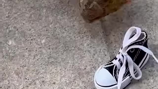 Cute sneaker accessory for your bike