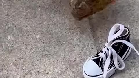 Cute sneaker accessory for your bike
