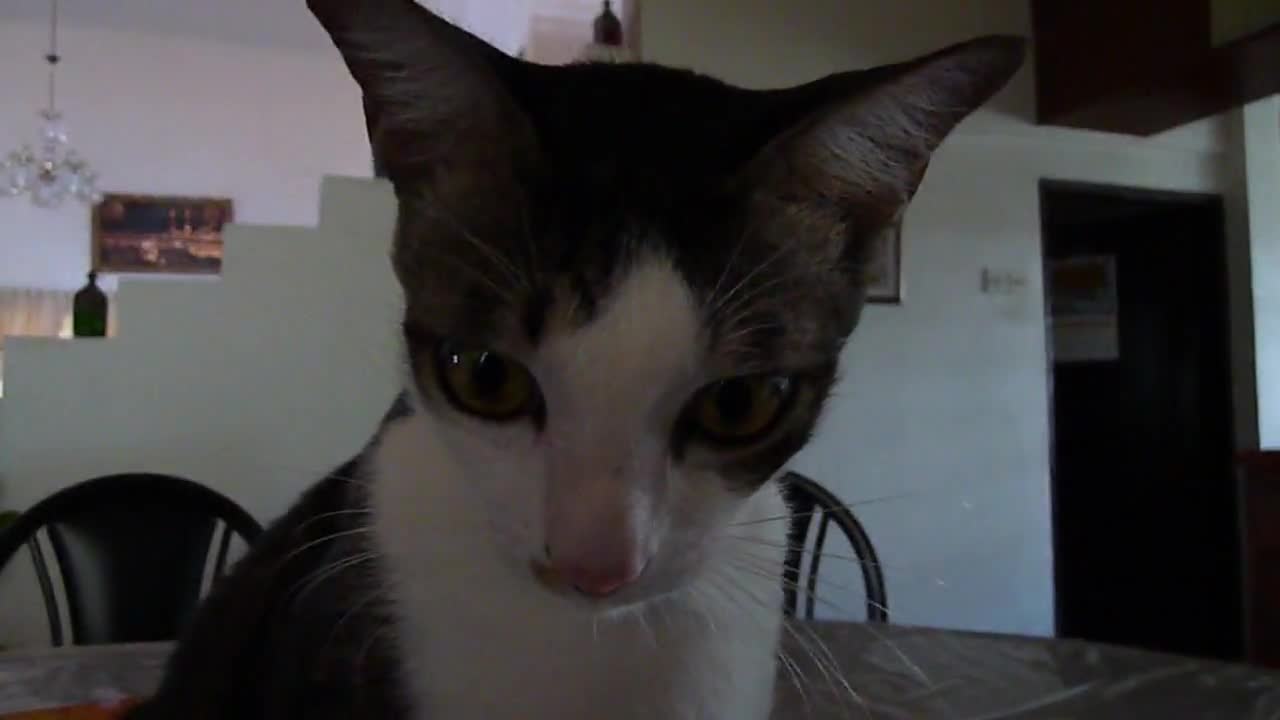 Croach The Manja Cat