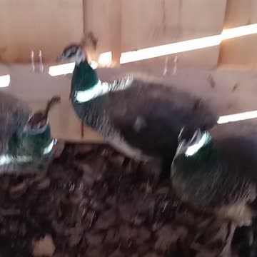 Flock it Farm: new additions. Pea fowl. Help us name them