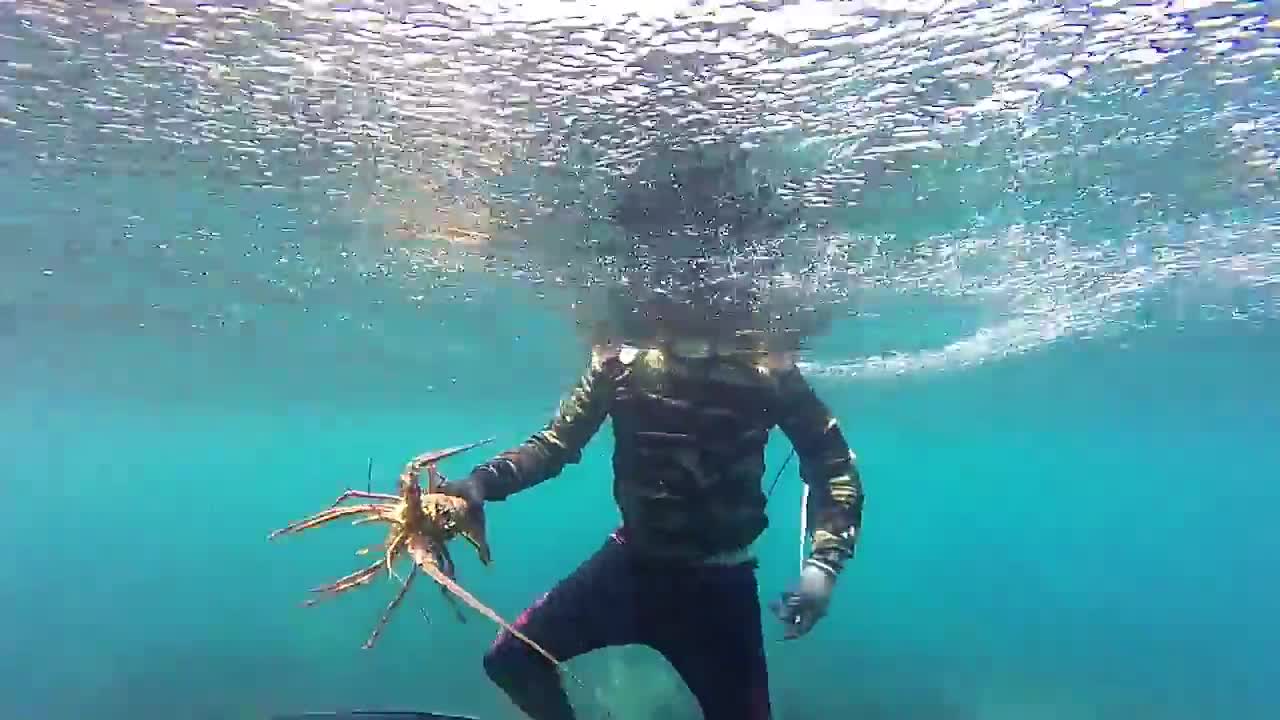 Pesca Submarina En Colombia - Langosta De 2 KL - Pulpo De 2 KL -Calamares --- Underwater Fishing