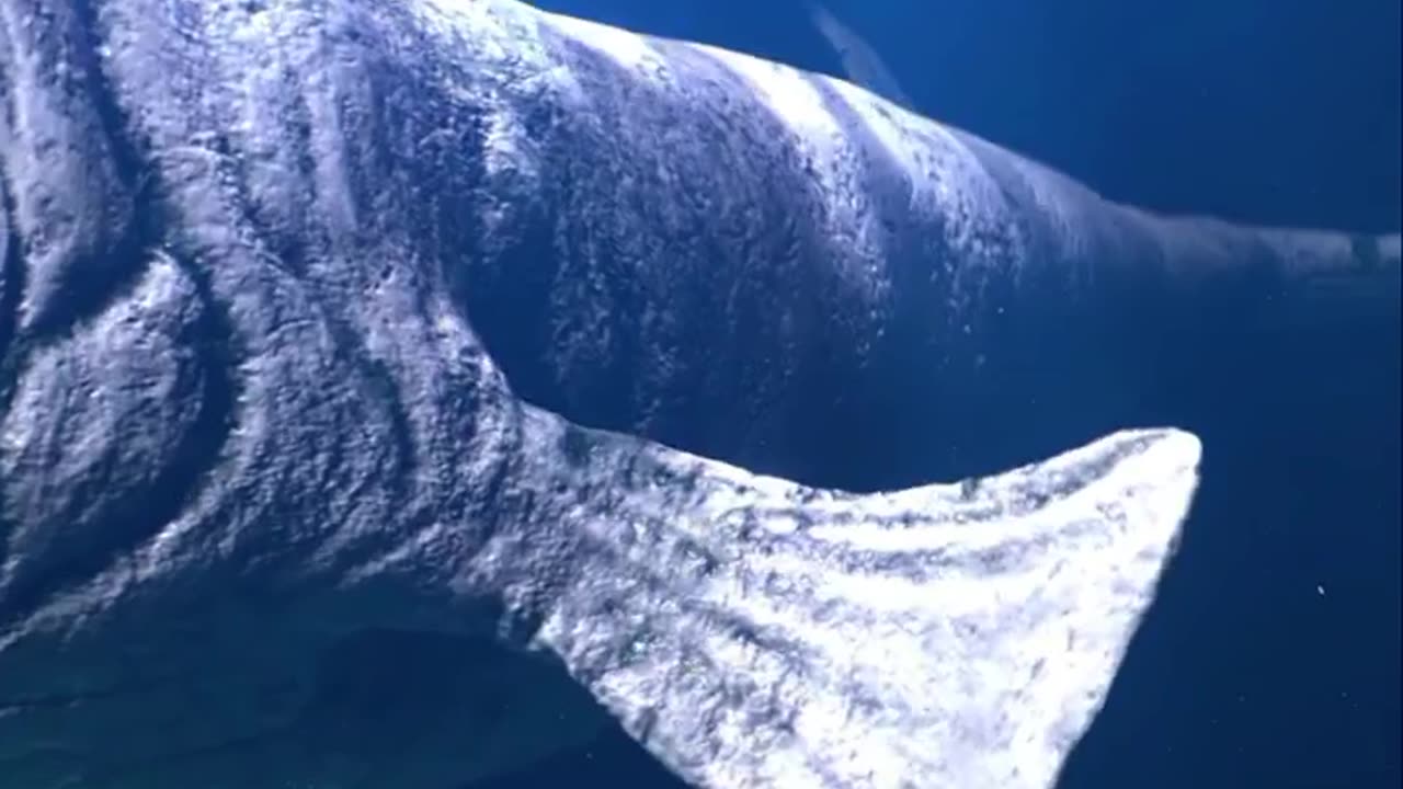 WHAT IS IN DEEP SEA? 😱