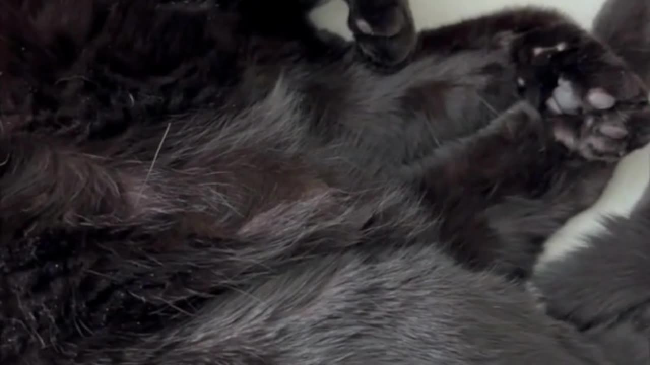 Adopting a Cat from a Shelter Vlog - Cute Precious Piper is a Fluffy Ball of Kitty Sweetness #shorts