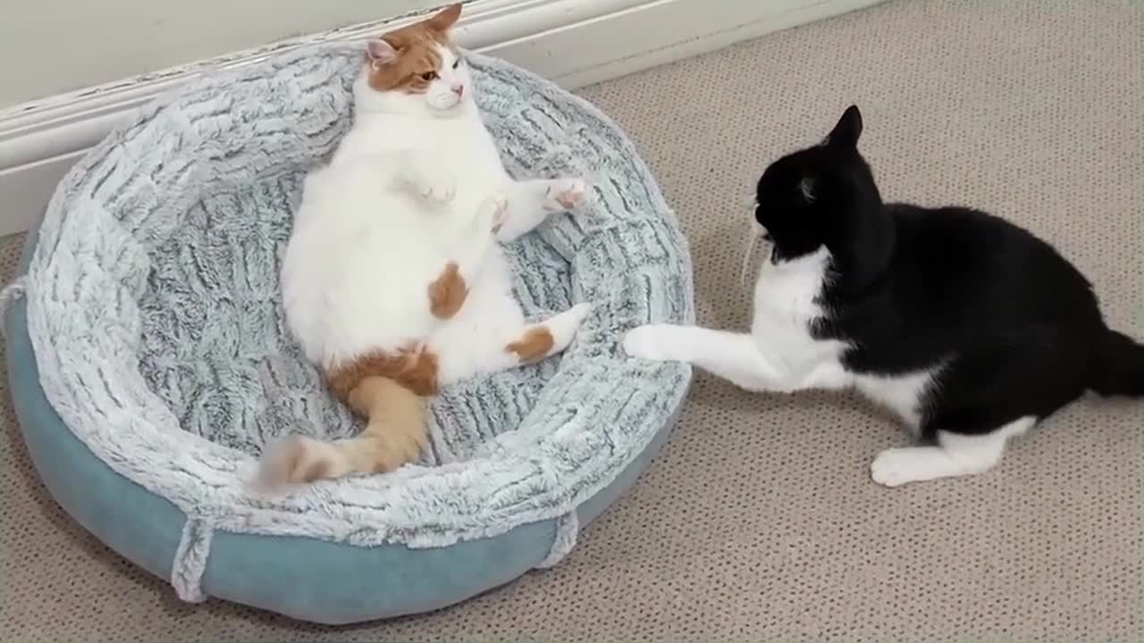 Cat Fights Another Cat To Reclaim Bed