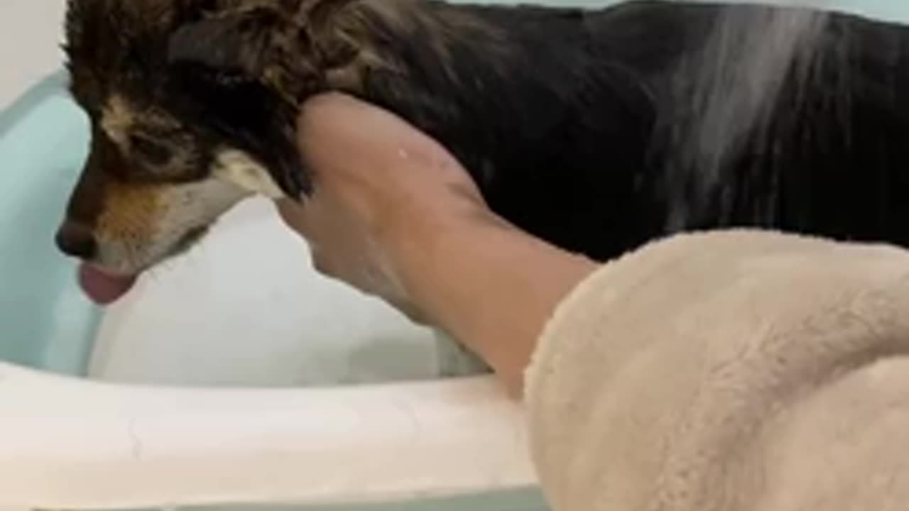 Funny Animal - Bathing Time for Puppy