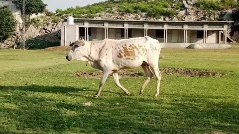 Beautiful Villag