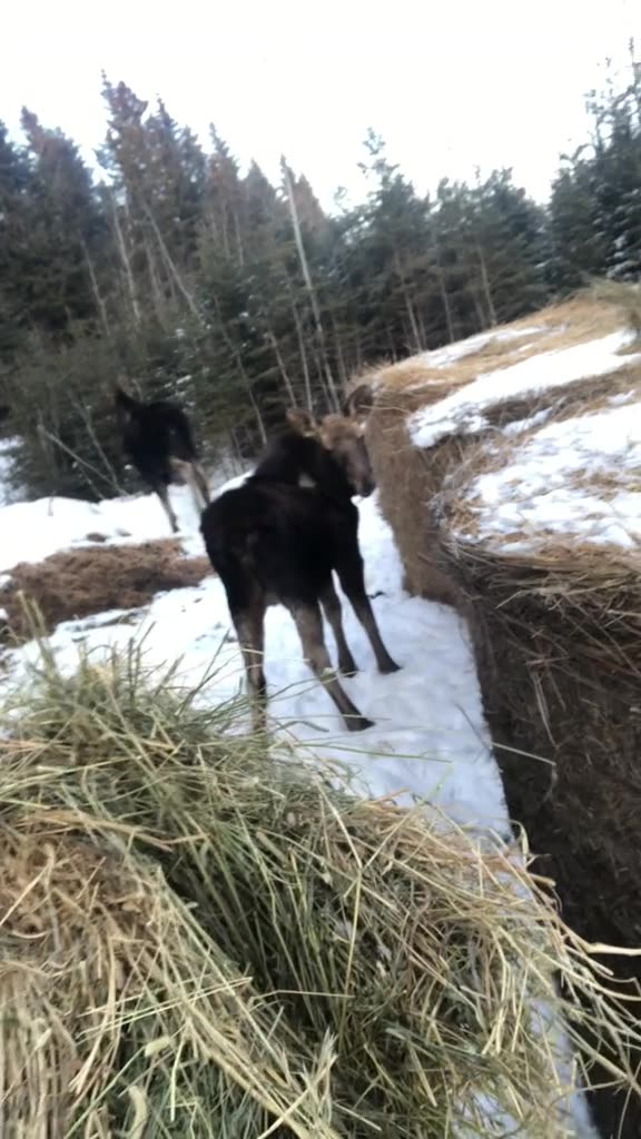 True Canadian Cowboy: Peekaboo Baby Moose🦌