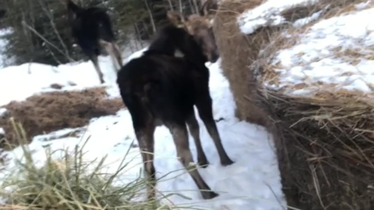 True Canadian Cowboy: Peekaboo Baby Moose🦌