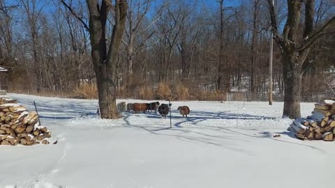 When the Snow Stops