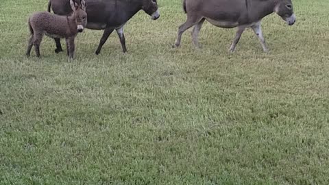 Feeding time for the donkeys!