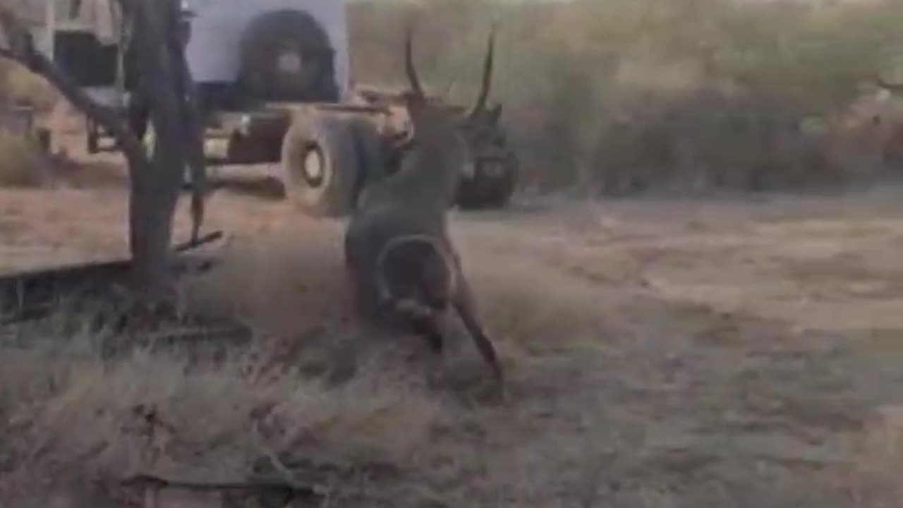 Releasing a Beautiful Waterbuck Bull