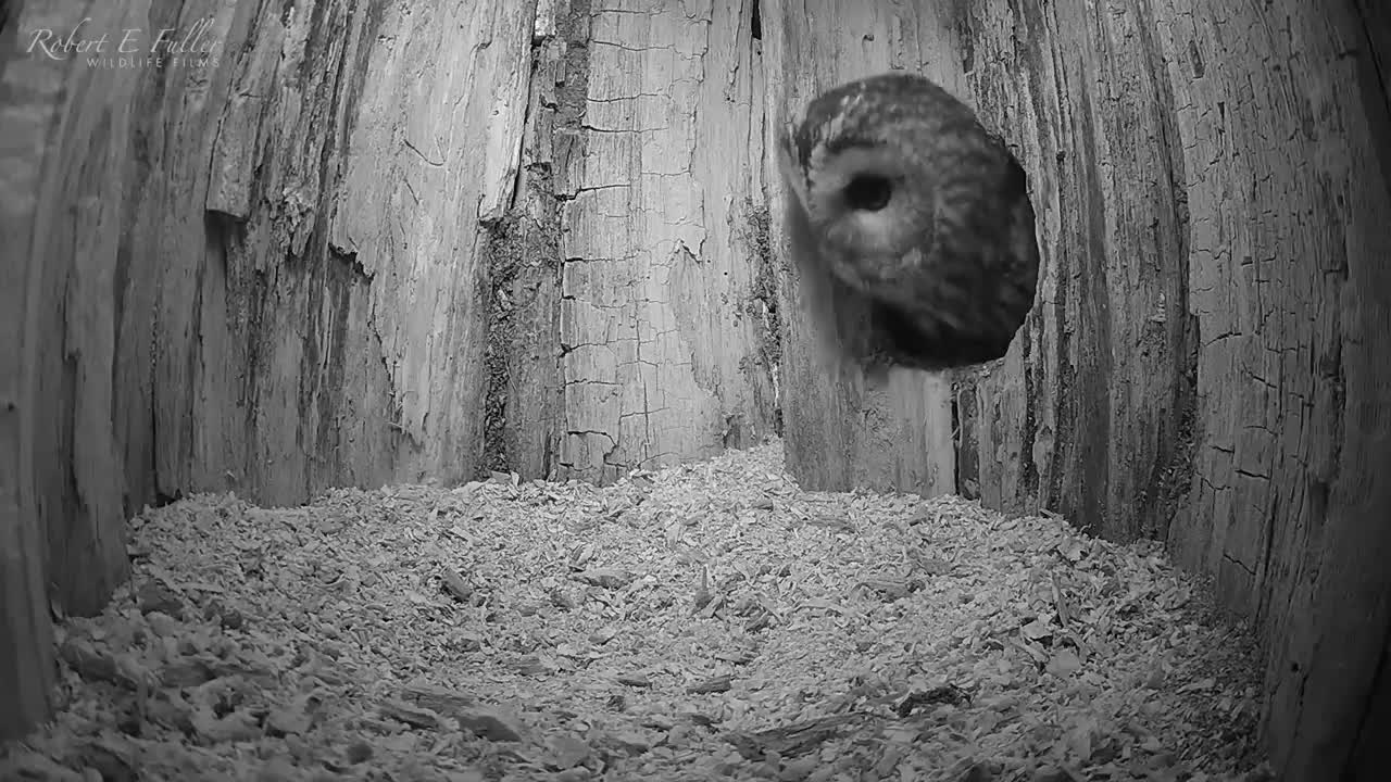 Tawny Owl Luna's Tragic Loss Has a Happy Ending🦉