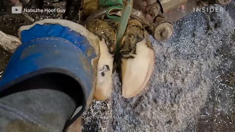 How Cow Hooves Are Deep Cleaned _ Deep Cleaned _ Insider