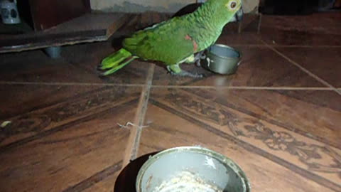 Parrot Playing Latin