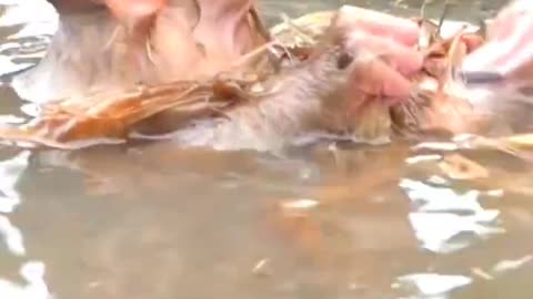 Baby monkey