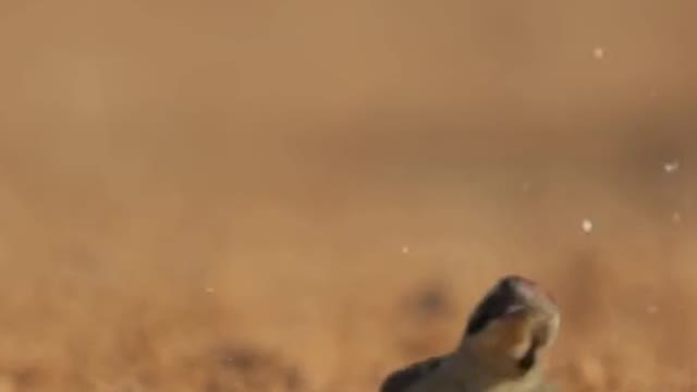 Birds' photography in spain